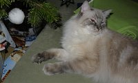 E_Weihnacht_2010 (11).JPG